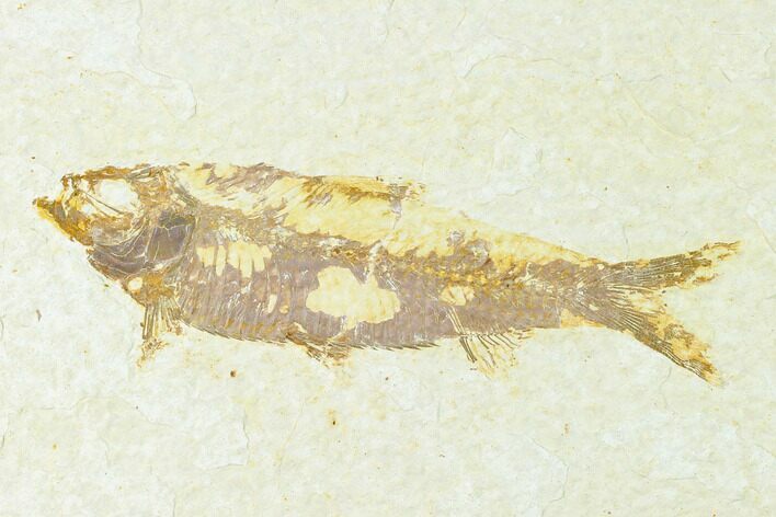 Bargain, Fossil Fish (Knightia) - Wyoming #148334